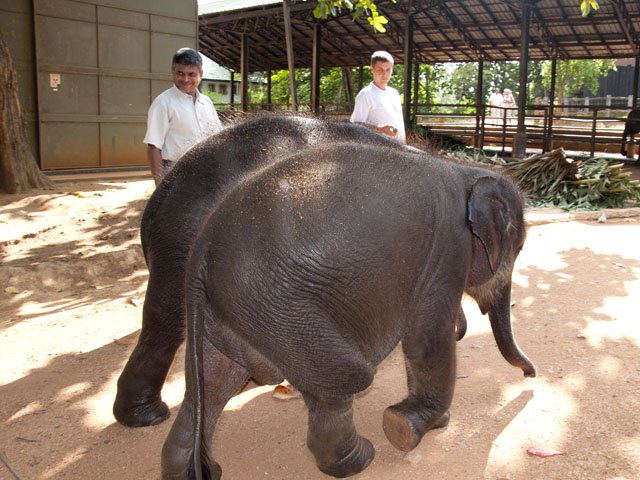 Индийские слонята