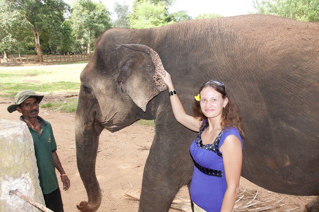 Шри-Ланка слоны
