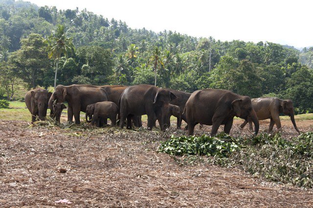Слоновий питомник Шри-Ланка