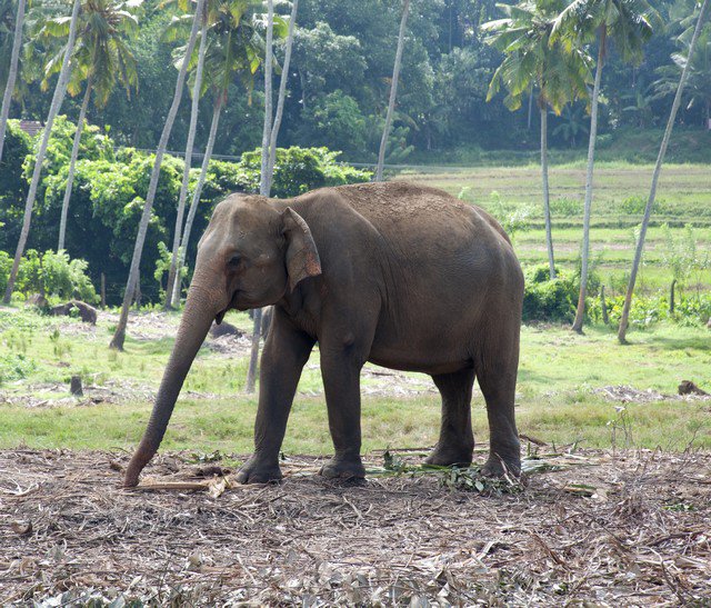 Индийский слон в питомнике