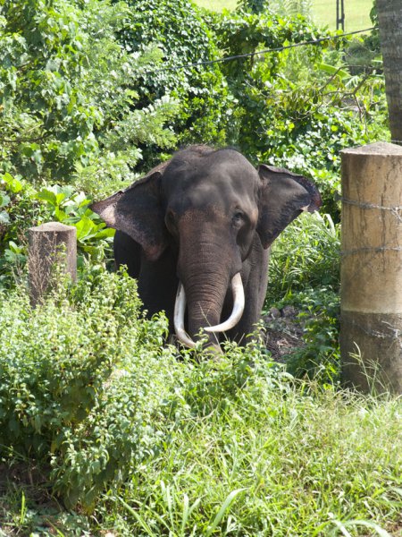 слон с бивнями