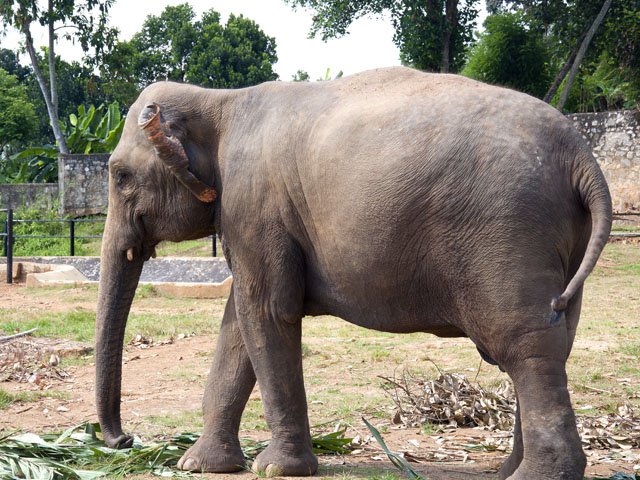 Шри-Ланка слоны