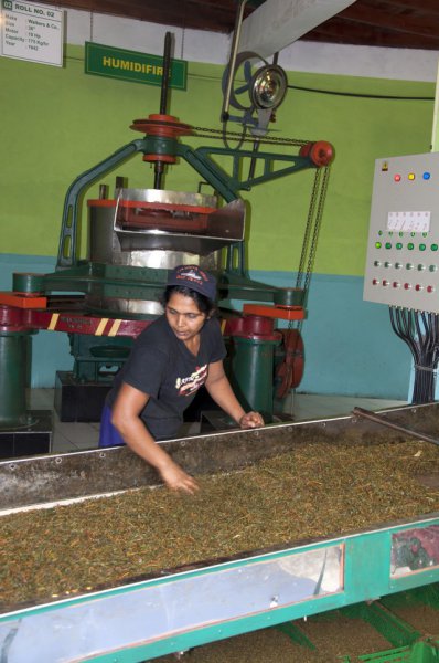 Шри-Ланка, чайная фабрика