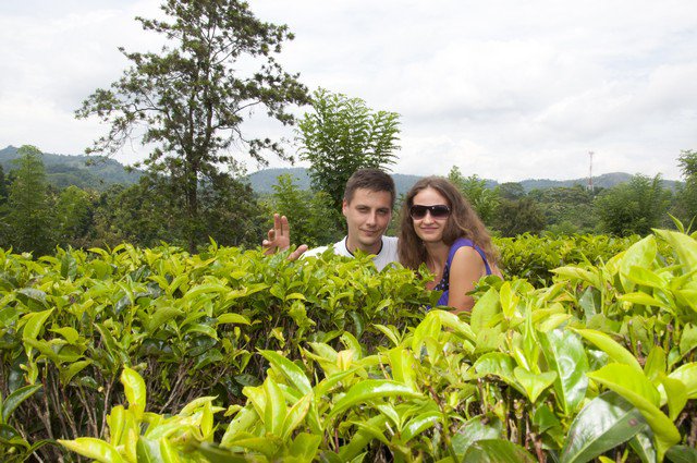 Шри-Ланка, чайные плантации