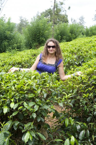 Шри-Ланка, чайные плантации