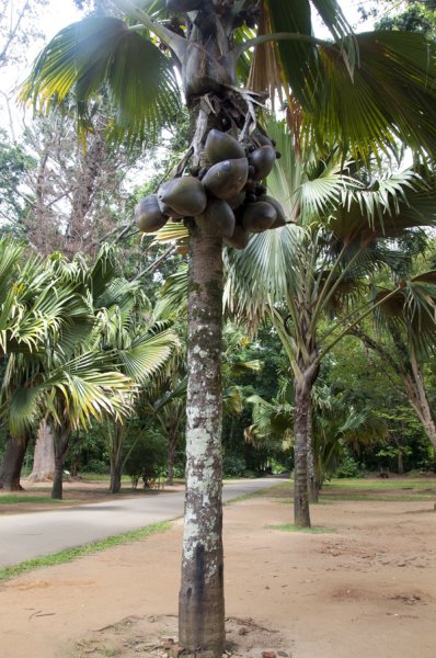 Шри-Ланка, ботанический сад
