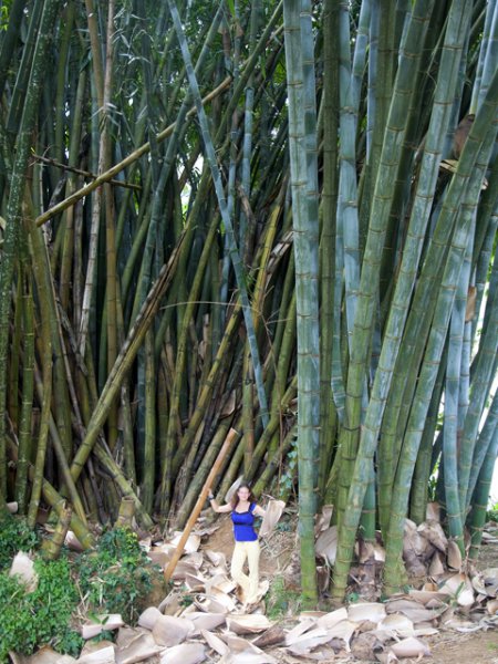 Бамбук, ботанический сад