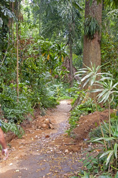 Шри-Ланка, ботанический сад