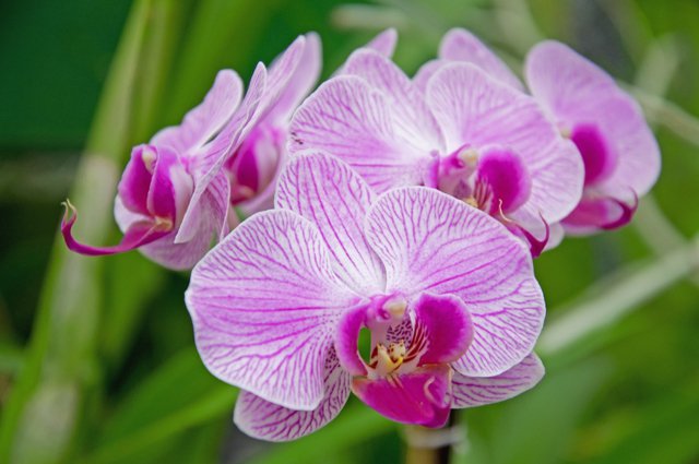 Лиловые Орхидеи