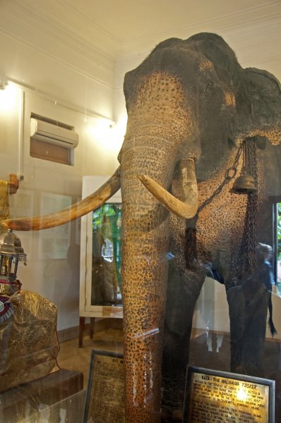 Храм зуба Будды, чучело слона