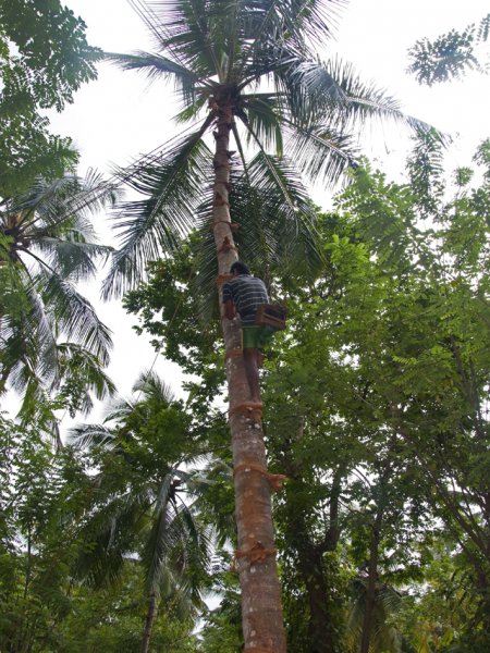 добыча кокосов